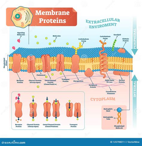 2.5: Proteins.